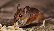 24 Hour & Emergency Exterminators in Hempstead, NY